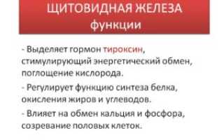 Гормон тироксин на что влияет