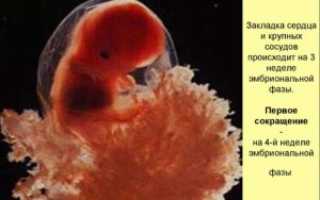 Вторая эмбриональная неделя беременности