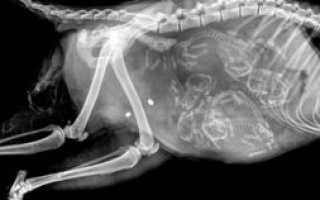 Как расположены котята в животе у кошки