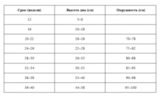 Размер Живота По Неделям Беременности В Сантиметрах