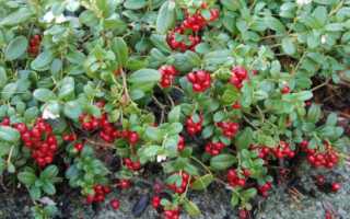 Помогают ли народные средства от женского цистита