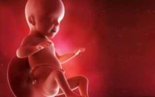 Ребенок на 27 недели беременности видео