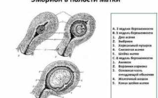 Беременность 5 недель матка увеличена