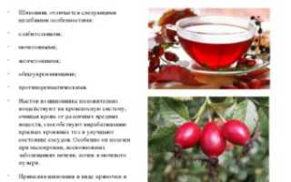 Шиповник Для Беременных Полезные Свойства И Противопоказания