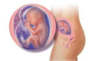 Шевеления на 23 неделе беременности норма