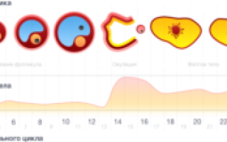 Как часто происходит овуляция после 40 лет