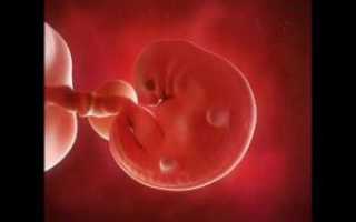 Какой ребенок в 6 недель беременности фото