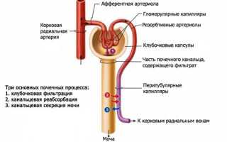 Описание образования и состава первичной и вторичной мочи