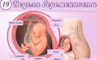Сколько шевелений должно быть на 19 неделе беременности