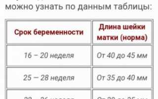 Длина шейки матки на 33 неделе беременности норма