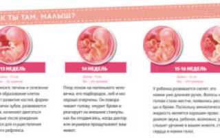 На каком месяце беременности начинает шевелиться ребенок