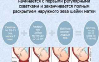 Чем отличаются схватки от потуг