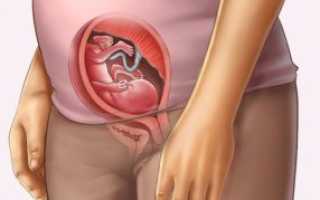 Где находится плод на 17 неделе беременности