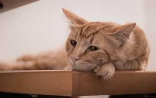 Почечная недостаточность у кошек — симптомы, лечение хронической почечной недостаточности у кошек (ХПН)