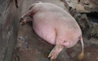 Признаки опороса у свиньи за 15 дней до опороса