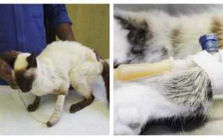 Хроническая болезнь почек у кошек. Хпн у кошек Почечная недостаточность у кота сколько проживет