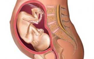 Как располагается ребенок в животе на 24 неделе беременности