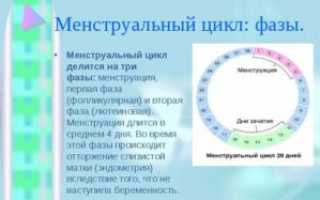 Вторая половина менструационного цикла это