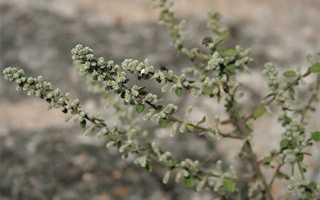 Пол пала — лечебные свойства и противопоказания