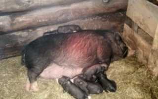 Опорос вьетнамских свиней первый раз