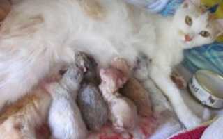 Через сколько после родов может забеременеть кошка