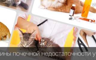 Хпн у кошек первые симптомы