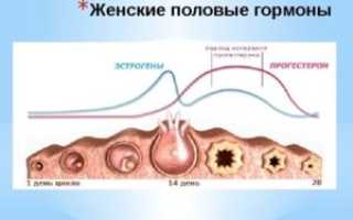 Болит грудь 14 день цикла