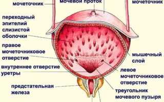 Где расположен мочевой пузырь у женщин — Почки