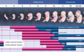 Где Находится Плод Во Время Беременности