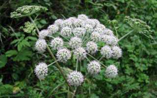 Урологические сборы от давления