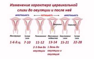 Может ли при беременности быть выделения как при овуляции