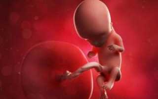 28 Неделя беременности развитие видео